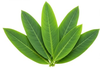 Obraz premium A burlap sack filled with soybeans spilling onto a white surface in a close up studio shot image view