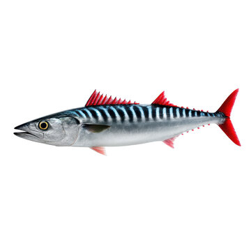Isolated wahoo fish scombroid marine animal striped body red fins ocean wildlife predator seafood fishing