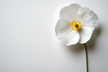 Obraz premium Close-up white flower on white background. Possible use Floral still life