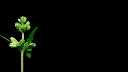 Cannabis male flower with polen,isolate,Pollen from hemp male plants is used to produce seeds,High resolution photo,macro photo,cover page