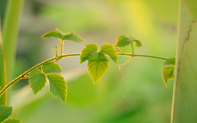 A beautiful summer morning,Spring golden leaves that have just sprouted 