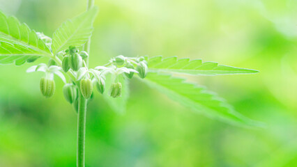 Fototapeta premium Cannabis male flower with polen,Pollen from hemp male plants is used to produce seeds,High resolution photo,macro photo,cover page
