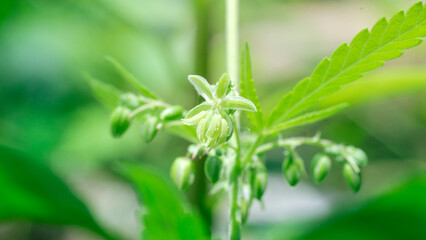 Cannabis male flower with polen,Pollen from hemp male plants is used to produce seeds,High resolution photo,macro photo,cover page