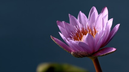 Serene Water Lily Elegance Pinkish Hue Exotic Aquatic Bloom Plant Delicate Floral Art Isolated
