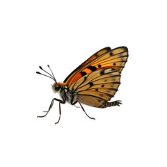 Butterfly isolated on transparent background PNG