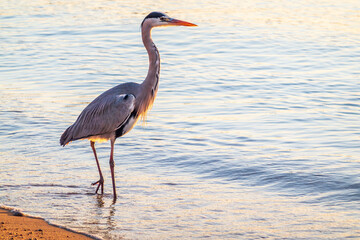 A heron hunting in the sea. Grey heron on the hunt