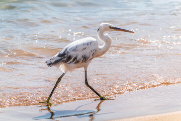 White Western Reef Heron (Egretta gularis) at Sharm el-Sheikh beach, Sinai, Egypt
