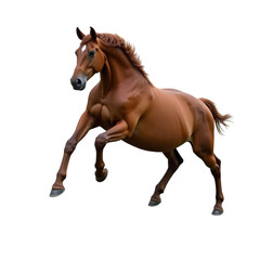 Horse jump isolated on transparent background PNG