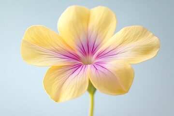Obraz premium Close-up of a pale yellow flower with pink veins against a light blue background. Possible use Nature, botanical photography