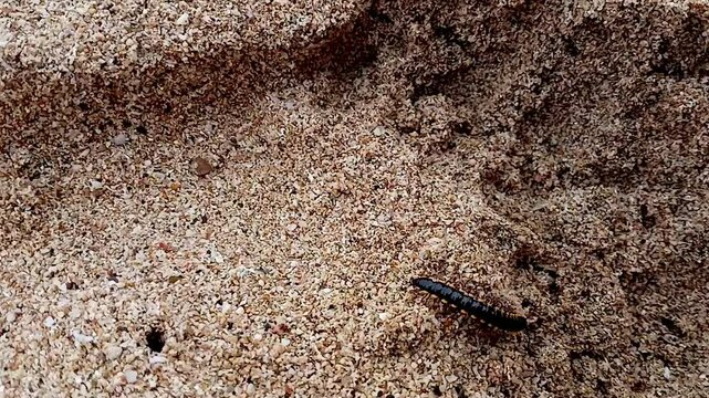 Orthomorpha coarctata (ulat gagak, joyo gading, long-flange millipede) on the sand beach