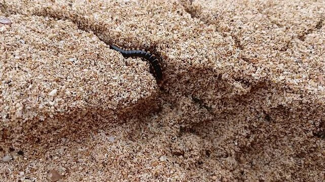 Orthomorpha coarctata (ulat gagak, joyo gading, long-flange millipede) on the sand beach