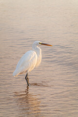 Great egret (Ardea alba), a medium-sized white heron fishing on the sea beach