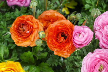 Beautiful Orange ranunculus flower growing in an outdoor flower garden. ranunculus flower closeup, Orange blooming flower, Closeup shot of a beautiful blossoming ranunculus in field