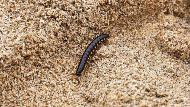 Orthomorpha coarctata (ulat gagak, joyo gading, long-flange millipede) on the sand beach