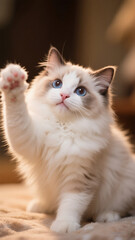 cat, animal, kitten, pet, cute, feline, domestic, portrait, fur, eyes, pets, white, young, mammal, animals, eye, kitty, tabby, red, adorable, beautiful, nature, fluffy, looking, whiskers