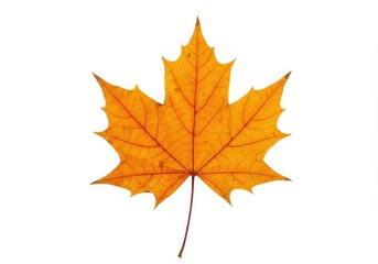 Isolated image of a single orange maple leaf with visible veins against a white background studio shot