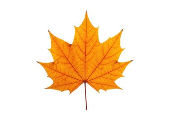 Obraz premium A close up shot of a single orange maple leaf with visible veins isolated on a white background plain