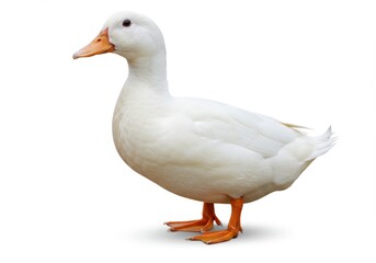Fototapeta premium A white duck stands in profile with an orange beak and feet against a white background in studio shot
