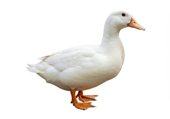 Fototapeta premium A white duck standing isolated on a white background in a side profile view with orange feet visible