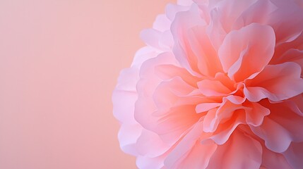 Fototapeta premium A beautiful, soft pink flower with delicate petals against a light pastel background, conveying elegance and serenity.