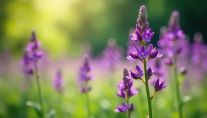 Obraz premium Close-up purple wildflowers, blurred natural setting, plants, summer