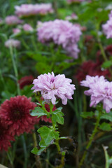 Beautiful Pink chrysanthemum flowers closeup in the winter garden, Closeup of Chrysanthemum flower, Field of the Pink Chrysanthemum, Beautiful Pink flower blooming in nature.