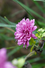 Beautiful Pink chrysanthemum flowers closeup in the winter garden, Closeup of Chrysanthemum flower, Field of the Pink Chrysanthemum, Beautiful Pink flower blooming in nature.