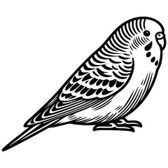 Budgie Pet Illustration.