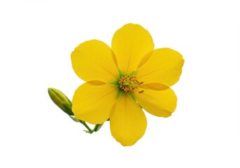 Fototapeta premium A single yellow flower with five petals and a green bud isolated on a white background studio shot