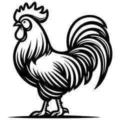 Chicken Cock Rooster Illustration.