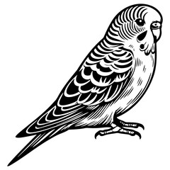 Budgie Pet Illustration.