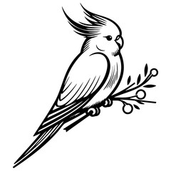 Cockatiel Sketch Drawing.
