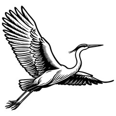 Heron Sketch Drawing.