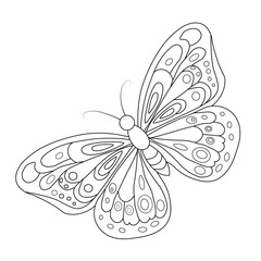 butterfly vector illustration