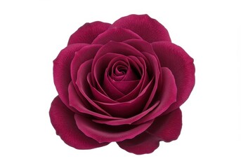 Naklejka premium A deep crimson rose a symbol of passionate love and timeless beauty isolated on a pure white background with sharp detail and vibrant color