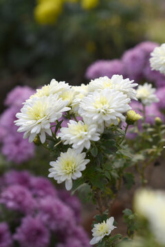 Beautiful white chrysanthemum flowers closeup in the winter garden, Closeup of Chrysanthemum flower, Field of the white Chrysanthemum, Beautiful white flower blooming in nature.