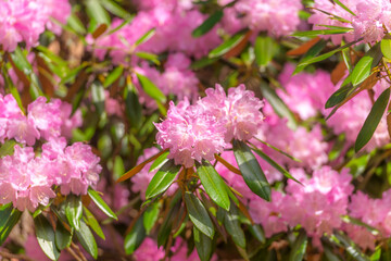 大分県豊後高田市の長安寺のシャクナゲ