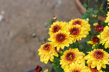 Beautiful Yellow red chrysanthemum flowers closeup in the winter garden, Closeup of Chrysanthemum flower, Field of the Yellow red Chrysanthemum, Beautiful Yellow red flower blooming in nature.