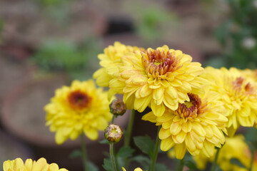 Beautiful Yellow red chrysanthemum flowers closeup in the winter garden, Closeup of Chrysanthemum flower, Field of the Yellow red Chrysanthemum, Beautiful Yellow red flower blooming in nature.