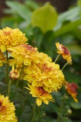 Beautiful Yellow red chrysanthemum flowers closeup in the winter garden, Closeup of Chrysanthemum flower, Field of the Yellow red Chrysanthemum, Beautiful Yellow red flower blooming in nature.