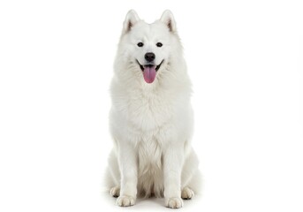 A happy Samoyed dog sitting tongue out against a pure white background bright joyful expression fluffy white fur studio shot