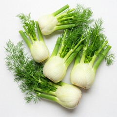 Fresh fennel on white ground