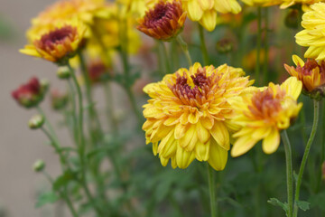 Beautiful Yellow red chrysanthemum flowers closeup in the winter garden, Closeup of Chrysanthemum flower, Field of the Yellow red Chrysanthemum, Beautiful Yellow red flower blooming in nature.