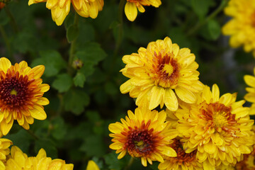 Beautiful Yellow red chrysanthemum flowers closeup in the winter garden, Closeup of Chrysanthemum flower, Field of the Yellow red Chrysanthemum, Beautiful Yellow red flower blooming in nature.