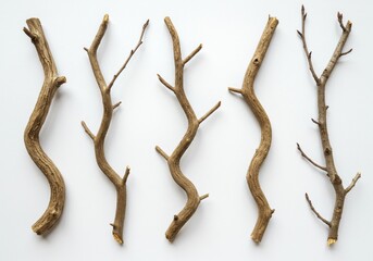 Obraz premium Five rustic brown twigs arranged on a white background showcasing their natural curves and textures in a minimalist nature inspired design