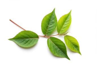 Fototapeta premium Vibrant green leaves branch isolated on white background showcasing fresh spring growth nature beauty