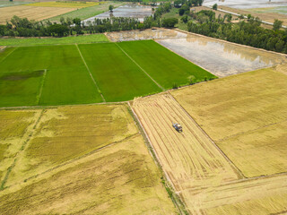 Drone aerial view shows rice harvesting using agricultural machinery to save labor and time..