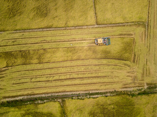 Drone aerial view shows rice harvesting using agricultural machinery to save labor and time..