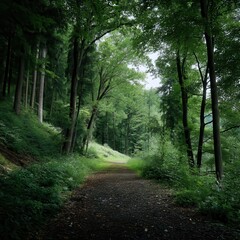 Fototapeta premium GrÃ¼nes Wald Panorama im Sommer --profile aksoo6o.
