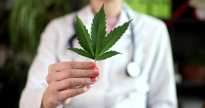 Woman wearing medical coat and stethoscope around neck holds vibrant green cannabis leaf in hand. Legalization of marijuana for medical use
